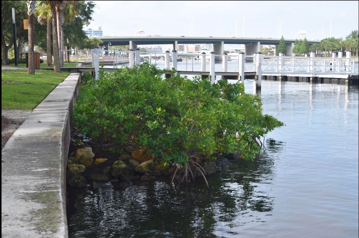 Living shoreline with mangroves and riprap along a Florida waterway, demonstrating coastal resilience infrastructure